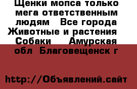 Щенки мопса только мега-ответственным людям - Все города Животные и растения » Собаки   . Амурская обл.,Благовещенск г.